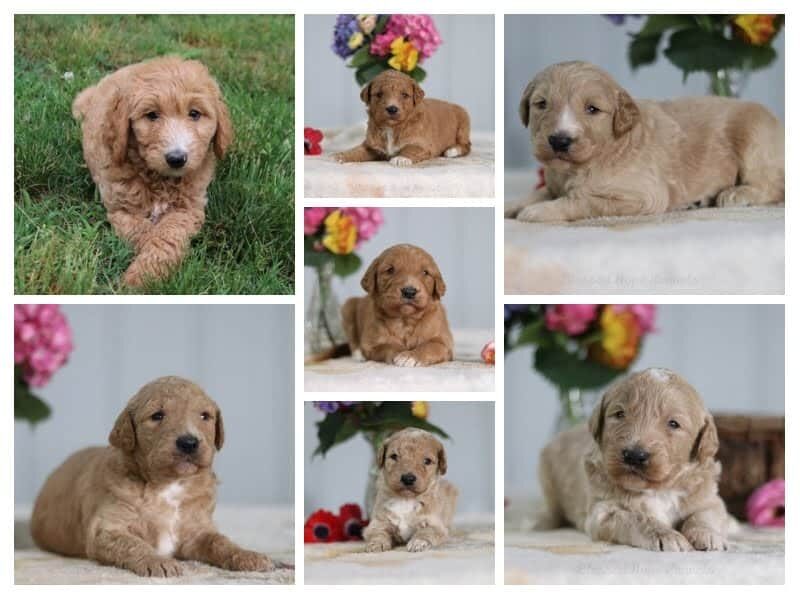 The Sergeant-Virginia F1b Goldendoodle litter — F1b Goldendoodle puppies at Blessed Hope Kennels in Kentucky.