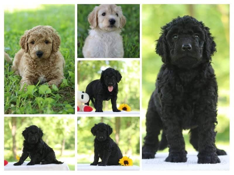 The Professor-Jane F1b Goldendoodle litter — F1b Goldendoodle puppies in Kentucky.