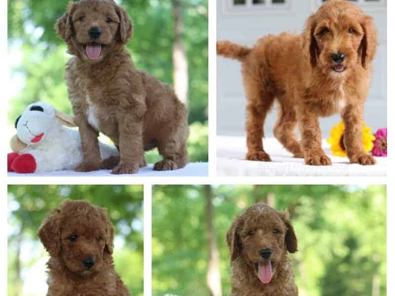 The Reece-Belle F1b Goldendoodle litter — F1b Goldendoodle puppies at Blessed Hope Kennels in Kentucky.