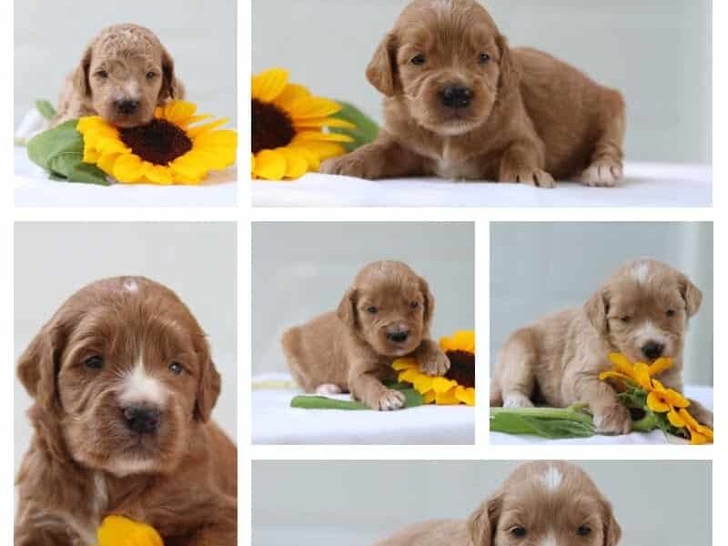 The Professor-Jewels F1b Goldendoodle litter — F1b Goldendoodle puppies in Kentucky.