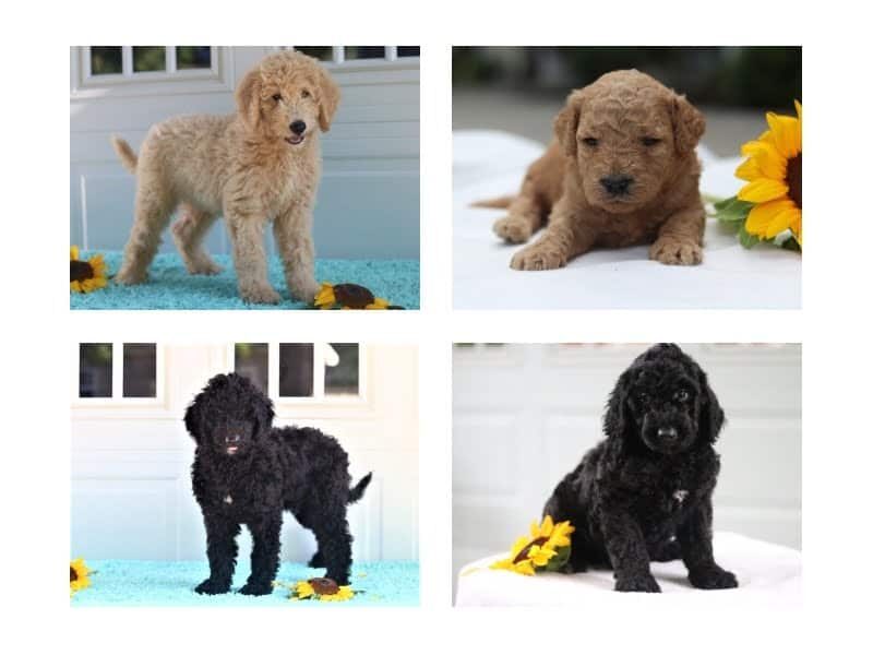 The Professor-Francesco F1b Goldendoodle litter — F1b Goldendoodle puppies in Kentucky.