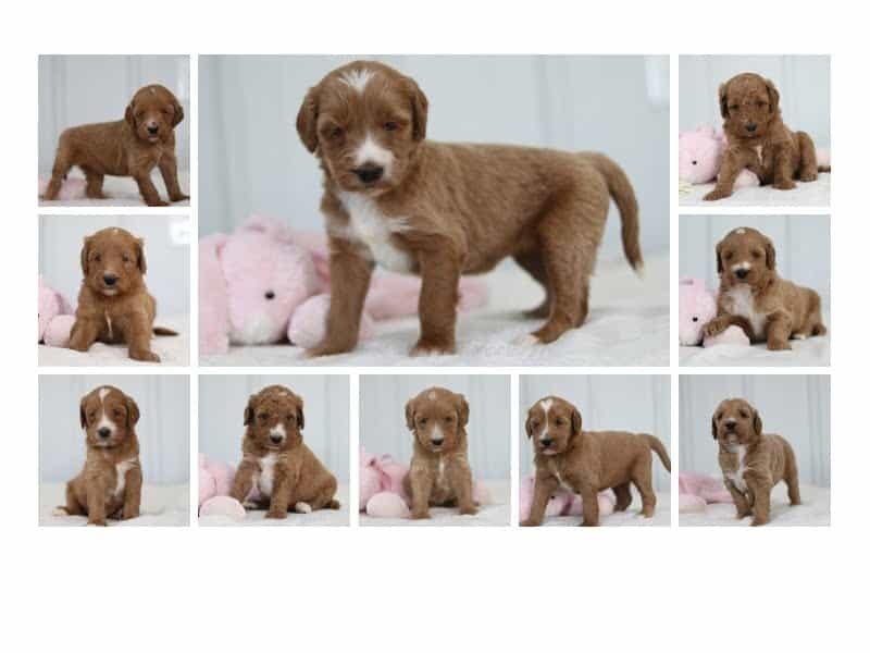 The Lance-Marylin F1b Goldendoodle litter — F1b Goldendoodle puppies in Kentucky.