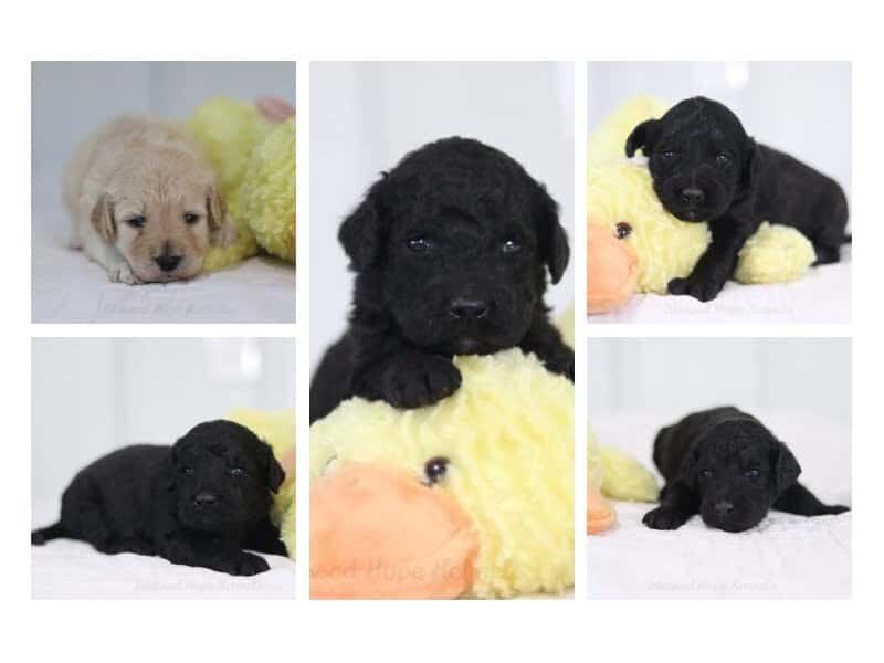 The Professor-Francesco F1b Goldendoodle litter — F1b Goldendoodle puppies at Blessed Hope Kennels in Kentucky.