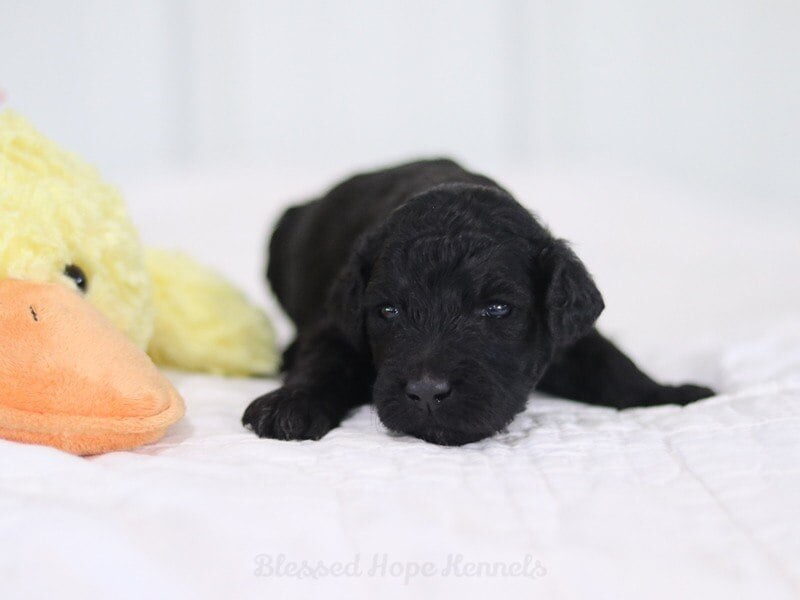 Ferano, a F1b Goldendoodle puppy in Kentucky.