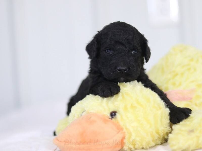 Finny, a F1b Goldendoodle puppy at Blessed Hope Kennels in Kentucky.