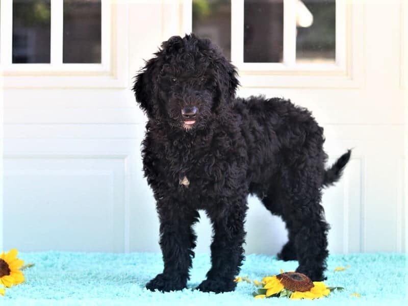 Fisher, a F1b Goldendoodle puppy at Blessed Hope Kennels in Kentucky.