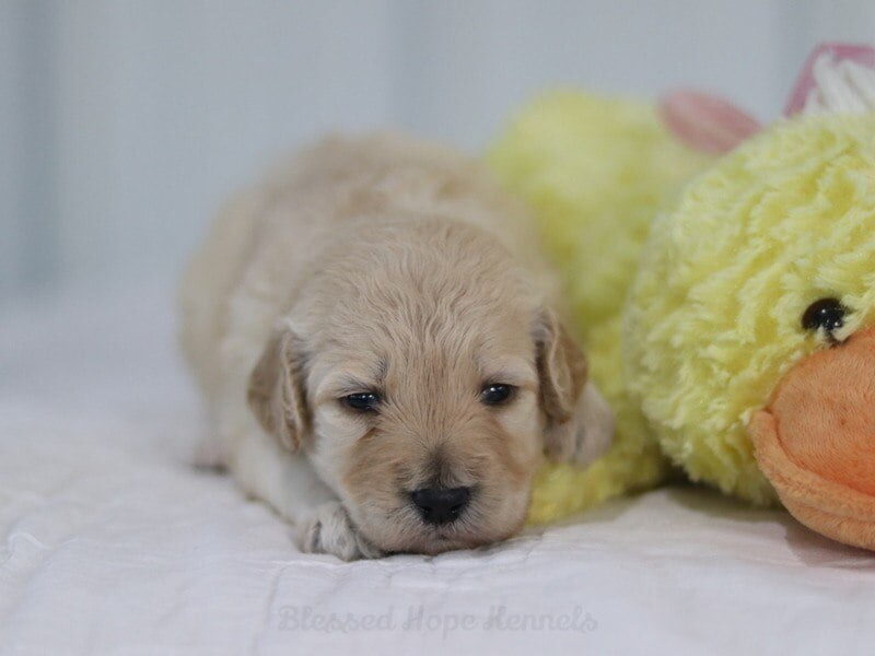 Florence, a F1b Goldendoodle puppy at Blessed Hope Kennels in Kentucky.