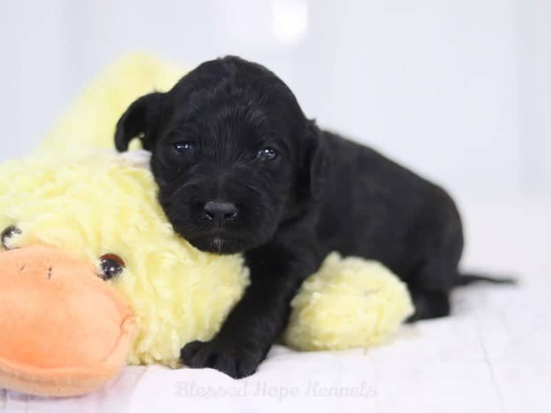 Florina, a F1b Goldendoodle puppy at Blessed Hope Kennels in Kentucky.