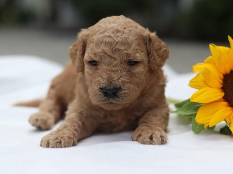 Frankie, a F1b Goldendoodle puppy at Blessed Hope Kennels in Kentucky.