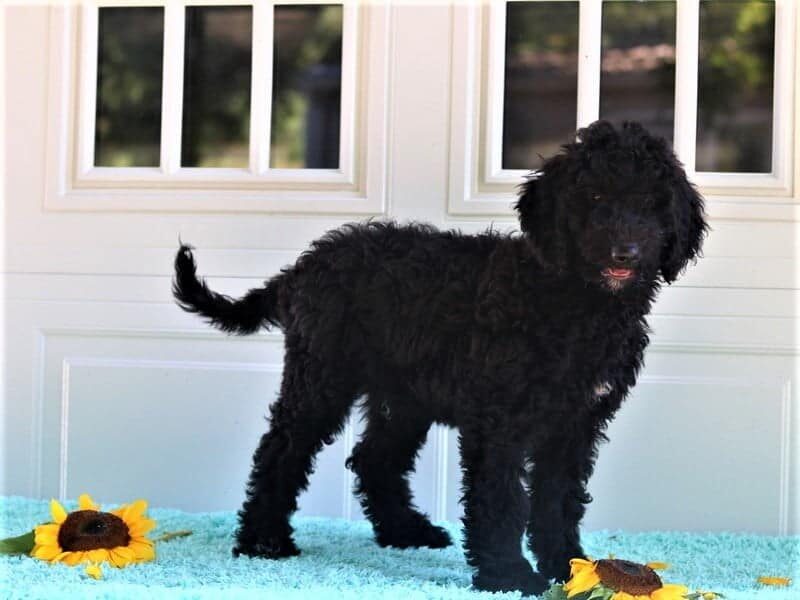 Frisco, a F1b Goldendoodle puppy in Kentucky.