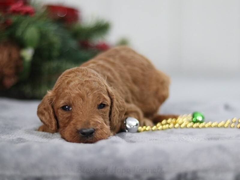 Hando, a F1b Goldendoodle puppy in Kentucky.