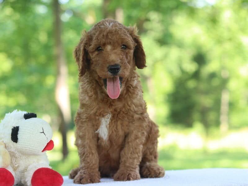 Hatfield, a F1b Goldendoodle puppy at Blessed Hope Kennels in Kentucky.