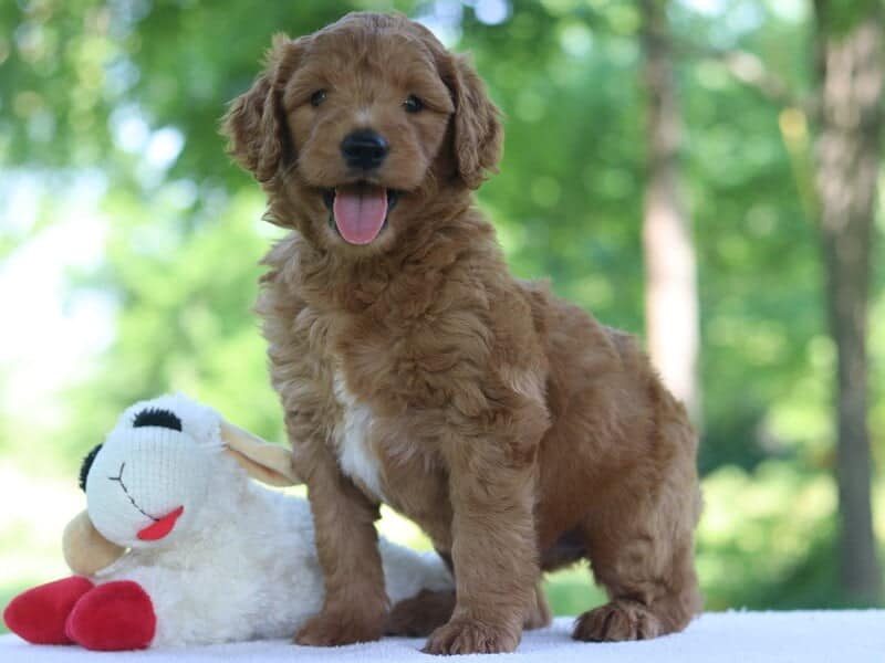 Hazael, a F1b Goldendoodle puppy in Kentucky.