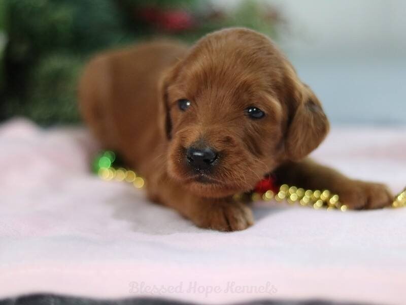 Heidy, a F1b Goldendoodle puppy in Kentucky.