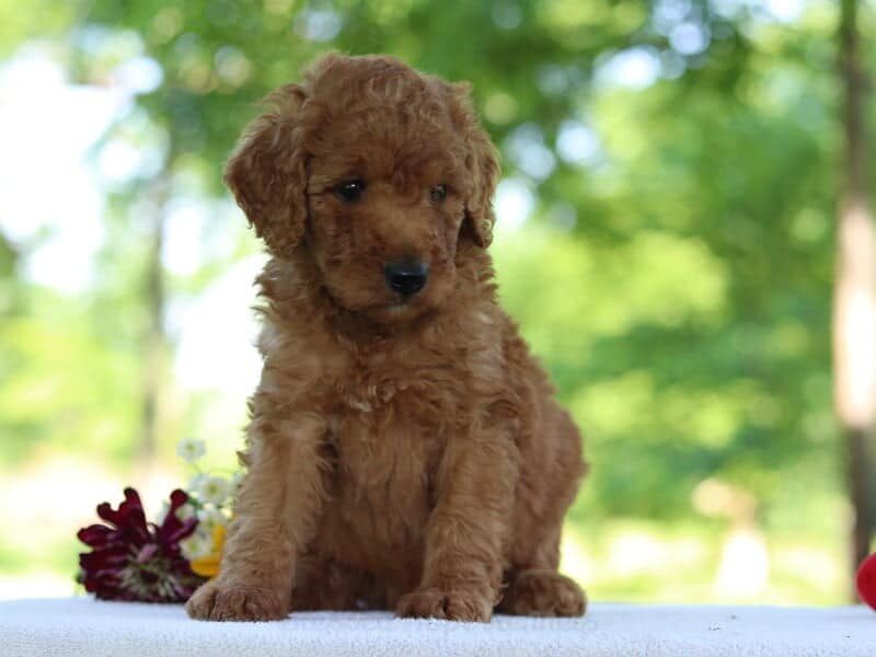 Henrika, a F1b Goldendoodle puppy in Kentucky.
