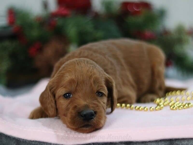 HoneyBear, a F1b Goldendoodle puppy at Blessed Hope Kennels in Kentucky.