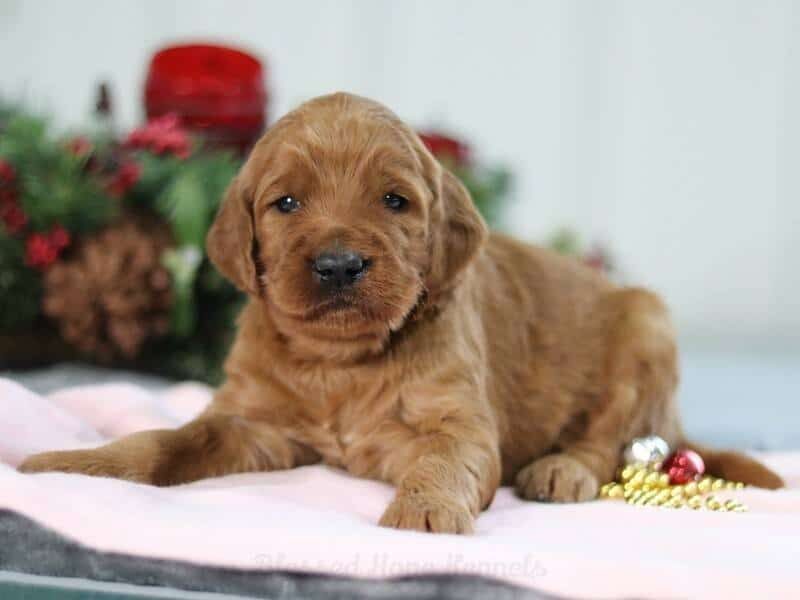 Hundra, a F1b Goldendoodle puppy in Kentucky.