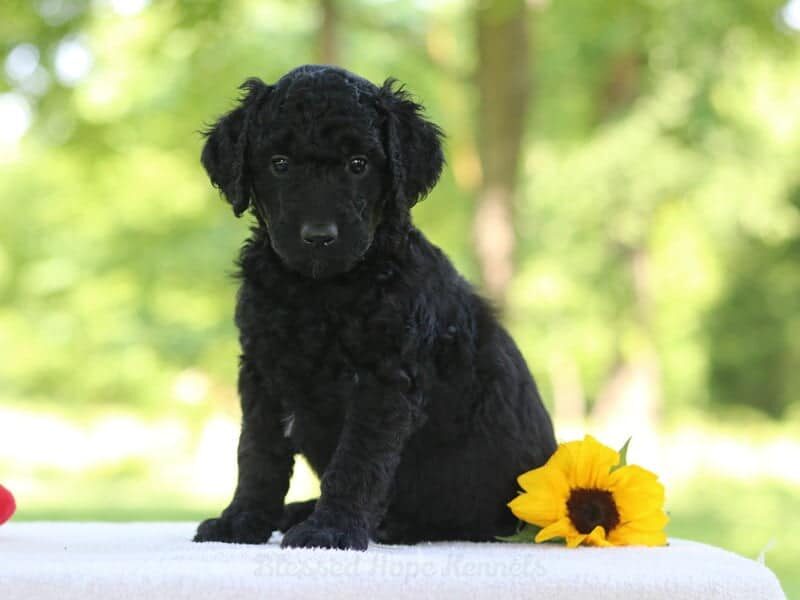 Jacy, a F1b Goldendoodle puppy in Kentucky.