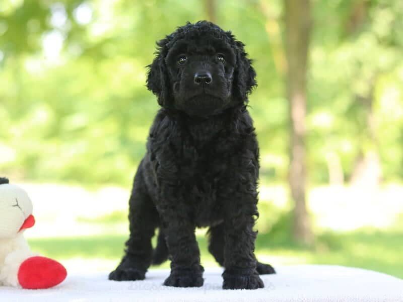 Jakome, a F1b Goldendoodle puppy in Kentucky.