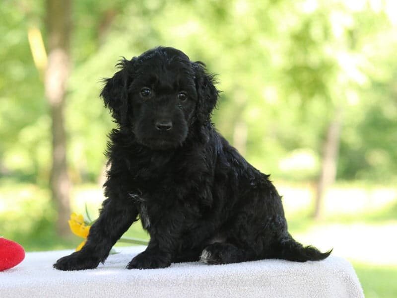 Jalena, a F1b Goldendoodle puppy in Kentucky.