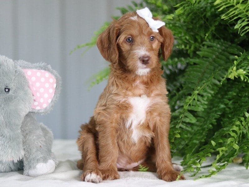 Jalina, a F1b Goldendoodle puppy at Blessed Hope Kennels in Kentucky.