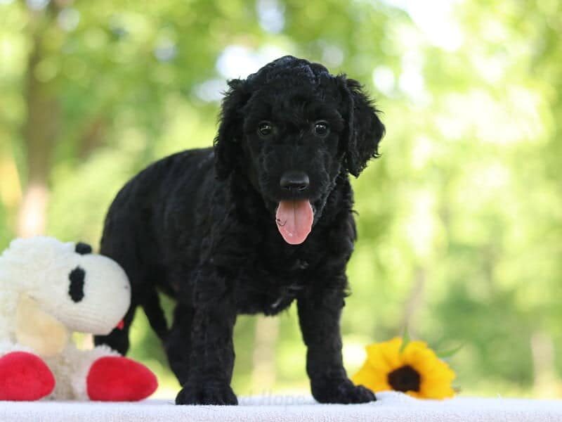 Jamall, a F1b Goldendoodle puppy in Kentucky.