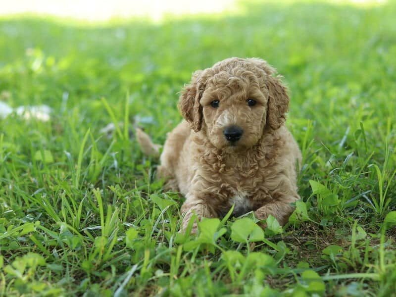 Jannik, a F1b Goldendoodle puppy in Kentucky.