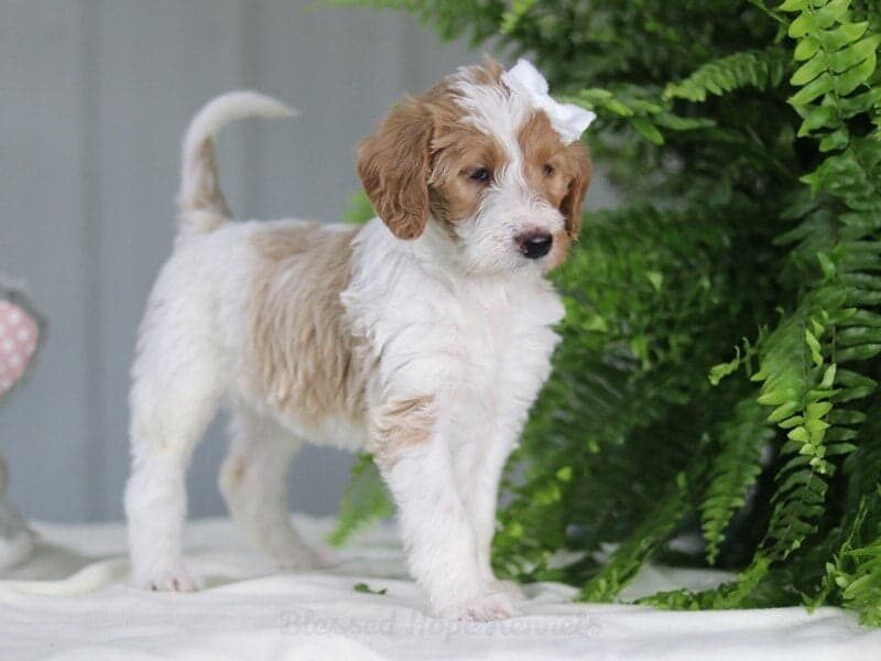 Jasmien, a F1b Goldendoodle puppy in Kentucky.