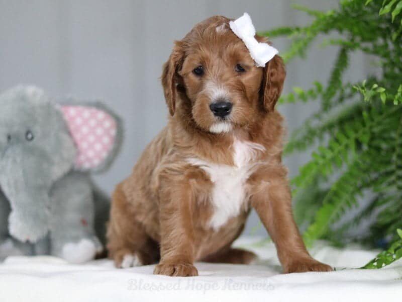 Jazlyn, a F1b Goldendoodle puppy at Blessed Hope Kennels in Kentucky.