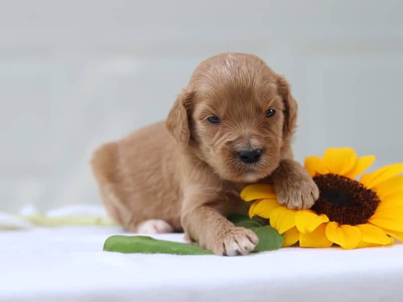 Jeniver, a F1b Goldendoodle puppy in Kentucky.