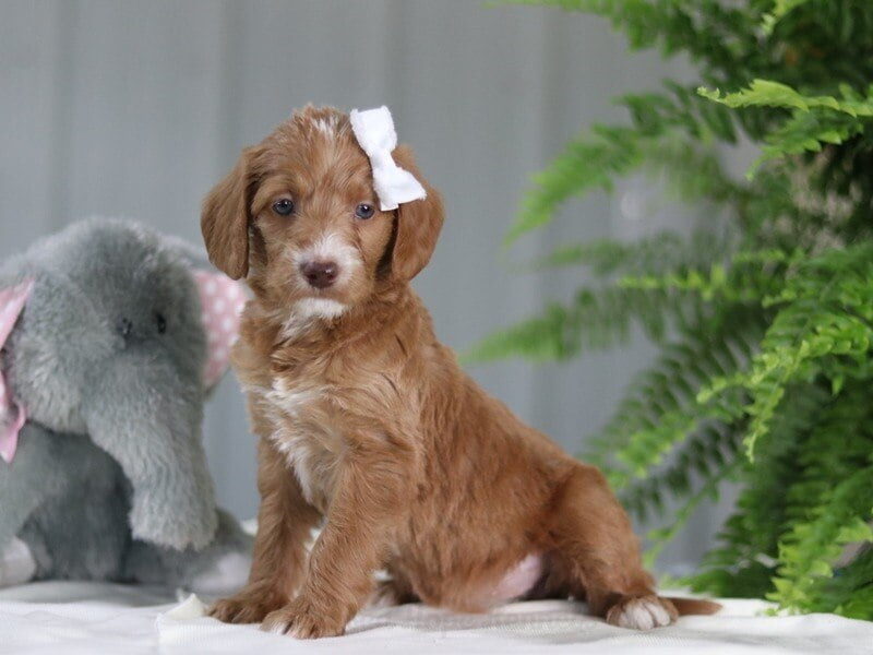 Jessa, a F1b Goldendoodle puppy in Kentucky.