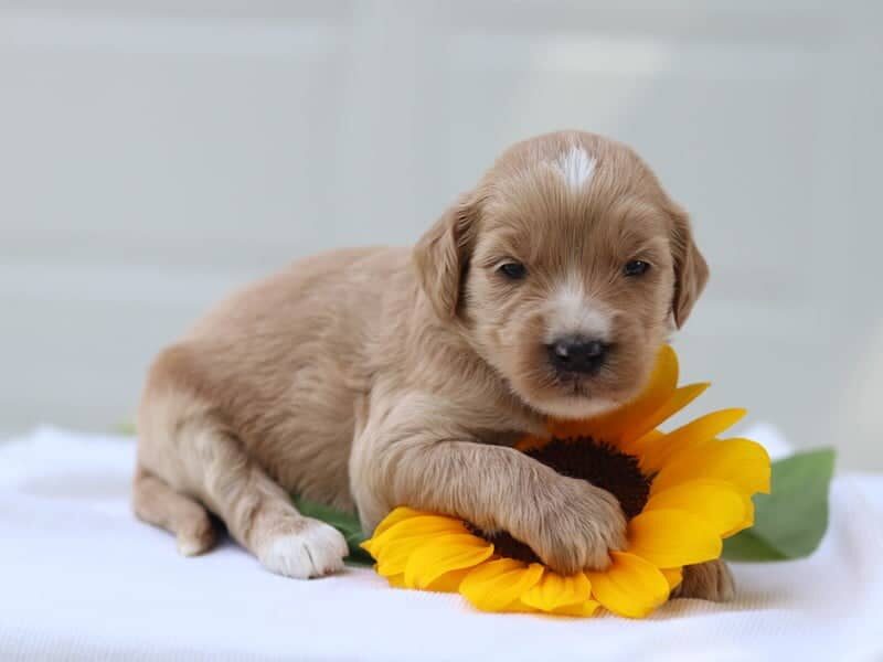 Joana, a F1b Goldendoodle puppy in Kentucky.