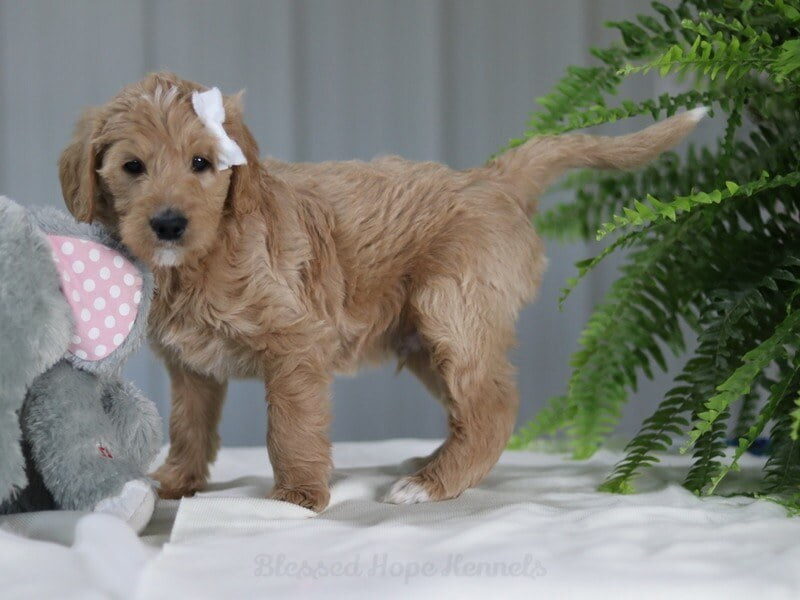 Joey, a F1b Goldendoodle puppy in Kentucky.