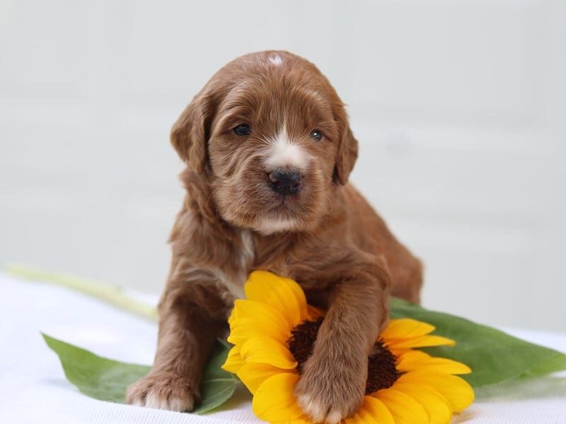 Justin, a F1b Goldendoodle puppy in Kentucky.