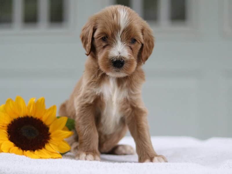 Macks, a F1b Goldendoodle puppy in Kentucky.