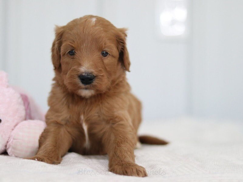 Madyla, a F1b Goldendoodle puppy in Kentucky.