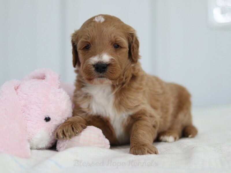 Mandee, a F1b Goldendoodle puppy in Kentucky.