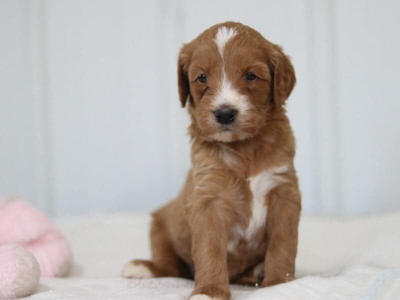 Manolito, a F1b Goldendoodle puppy at Blessed Hope Kennels in Kentucky.