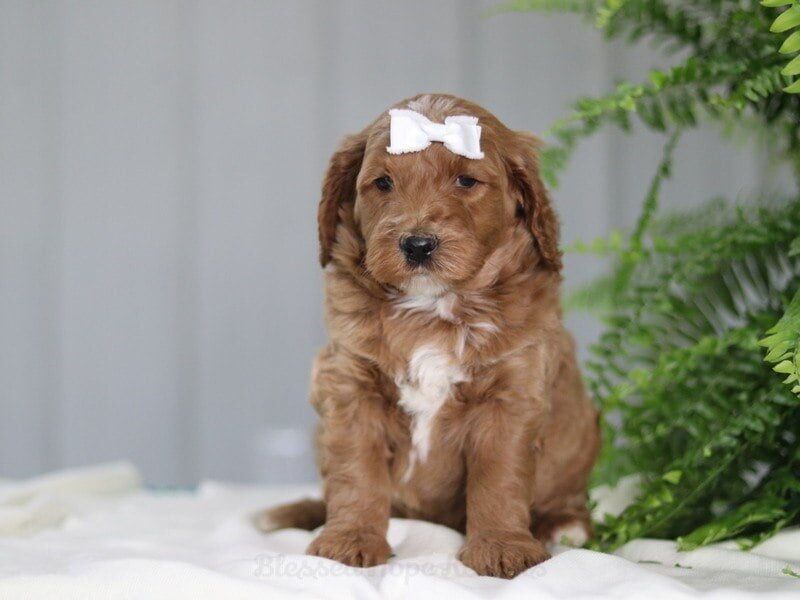 Marcel, a F1b Goldendoodle puppy in Kentucky.