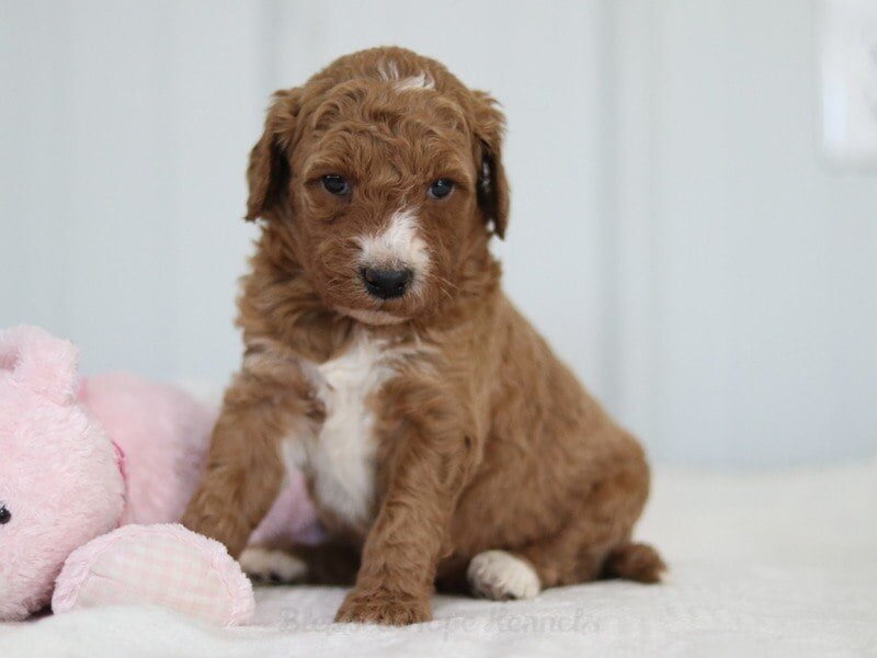 Marcia, a F1b Goldendoodle puppy in Kentucky.