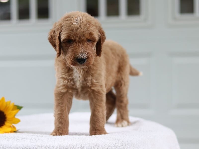 Marcus, a F1b Goldendoodle puppy at Blessed Hope Kennels in Kentucky.