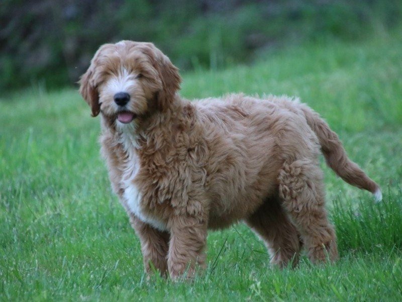 Mario, a F1b Goldendoodle puppy in Kentucky.