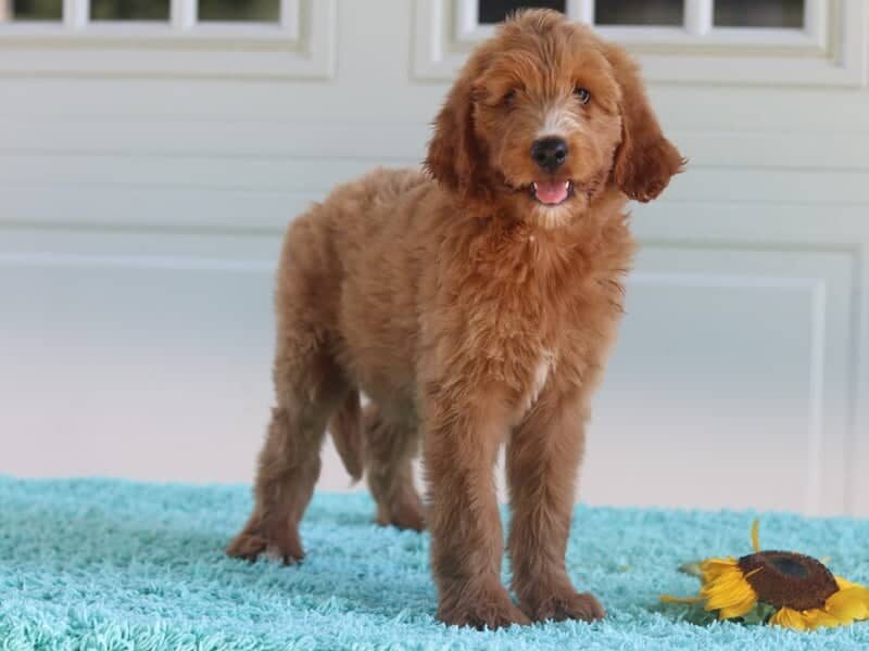 Marlay, a F1b Goldendoodle puppy in Kentucky.