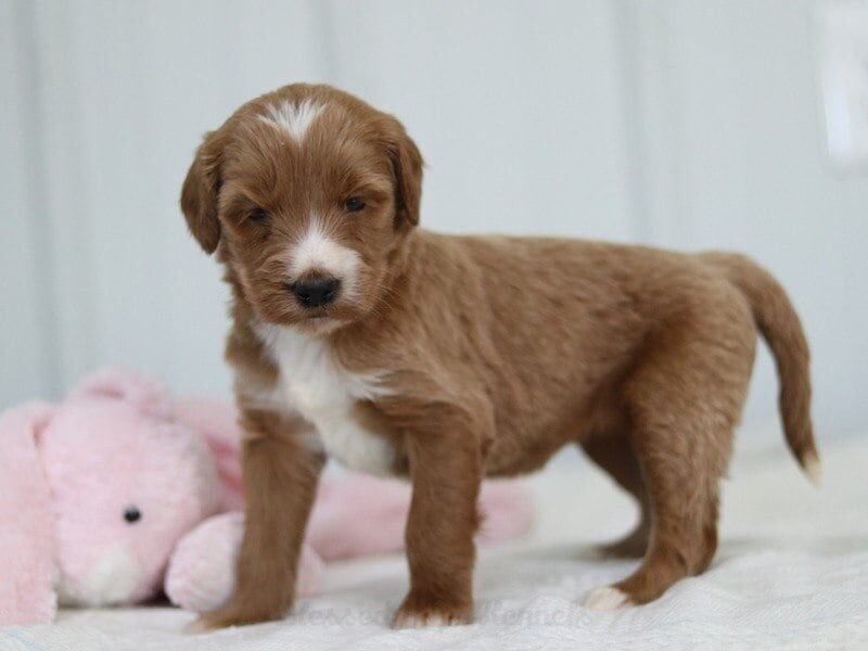 Marli, a F1b Goldendoodle puppy in Kentucky.