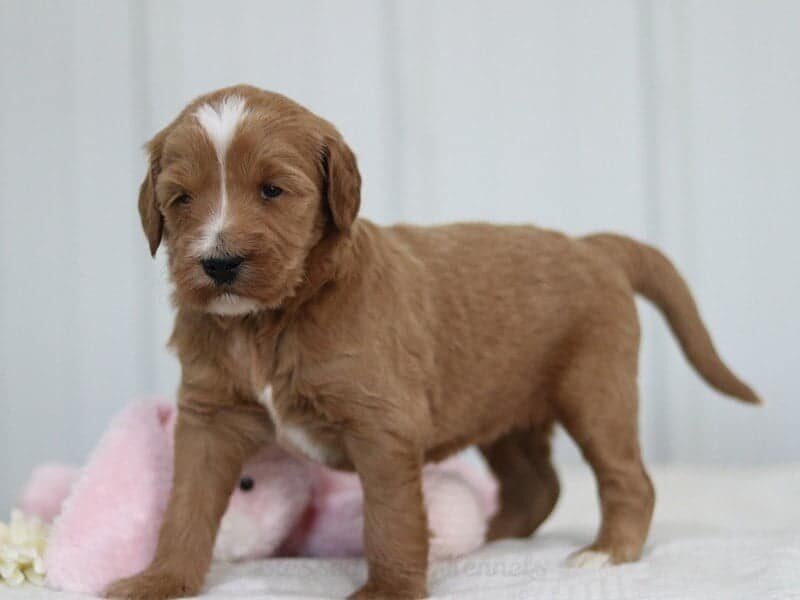 Mayco, a F1b Goldendoodle puppy at Blessed Hope Kennels in Kentucky.