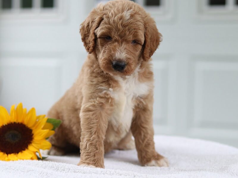 Mayor, a F1b Goldendoodle puppy at Blessed Hope Kennels in Kentucky.