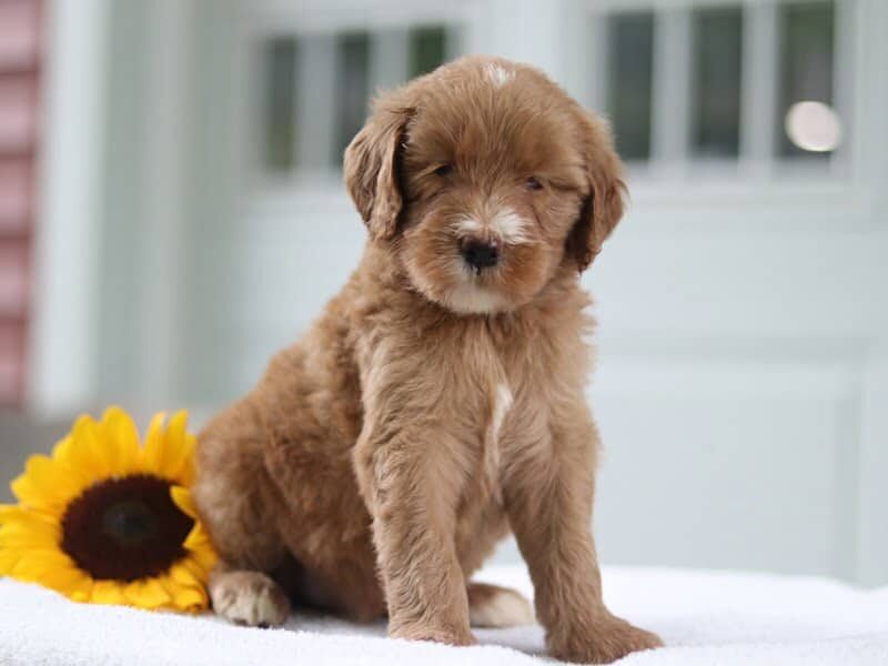 Meagan, a F1b Goldendoodle puppy at Blessed Hope Kennels in Kentucky.