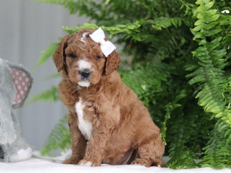 Megan, a F1b Goldendoodle puppy in Kentucky.