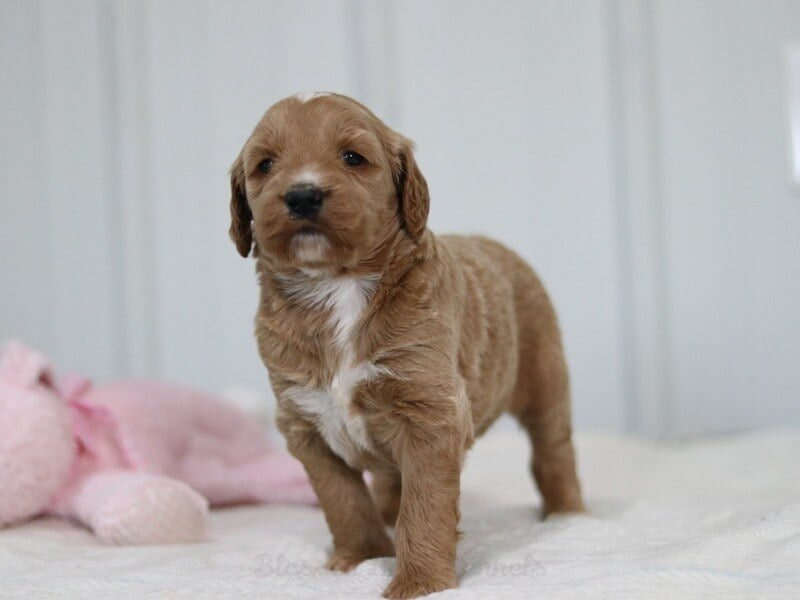 Melani, a F1b Goldendoodle puppy at Blessed Hope Kennels in Kentucky.
