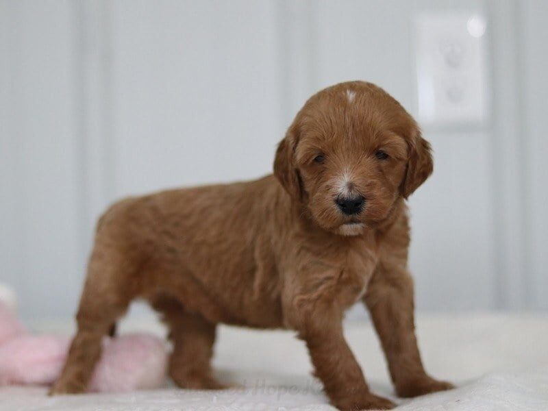 Merrylin, a F1b Goldendoodle puppy at Blessed Hope Kennels in Kentucky.